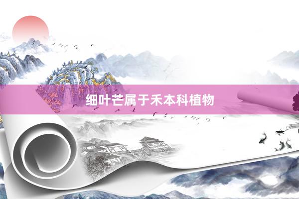 细叶芒属于禾本科植物
